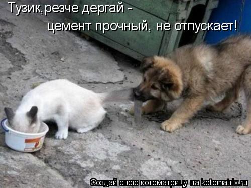 Тузик,резче дергай - цемент прочный, не отпускает!... Котоматрица: Тузик,резче дергай - цемент прочный, не отпускает!