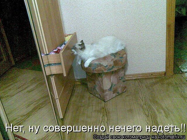 Нет, ну совершенно нечего надеть!!!... Котоматрица: Нет, ну совершенно нечего надеть!!!