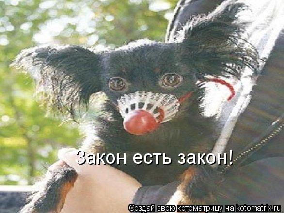 Закон есть закон!... Котоматрица: Закон есть закон!