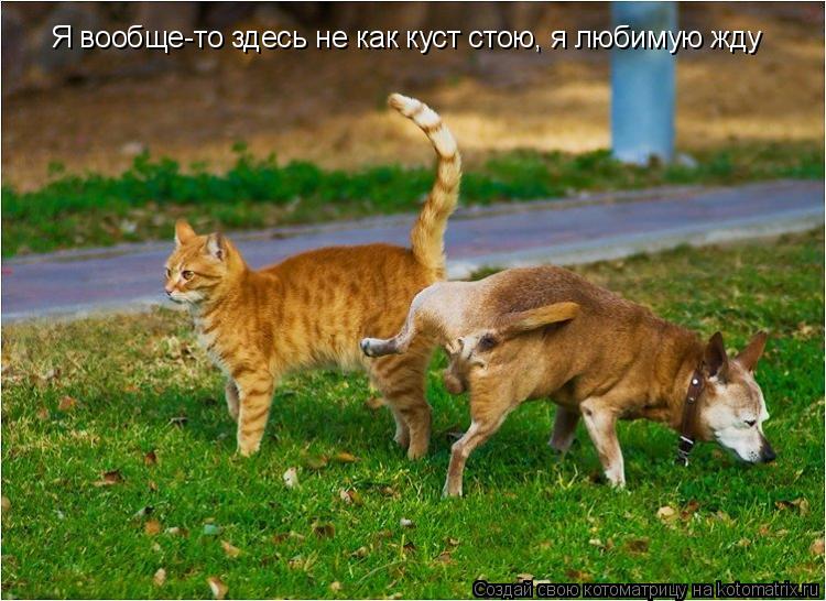 Я вообще-то здесь не как куст стою, я любимую жду... Котоматрица: Я вообще-то здесь не как куст стою, я любимую жду
