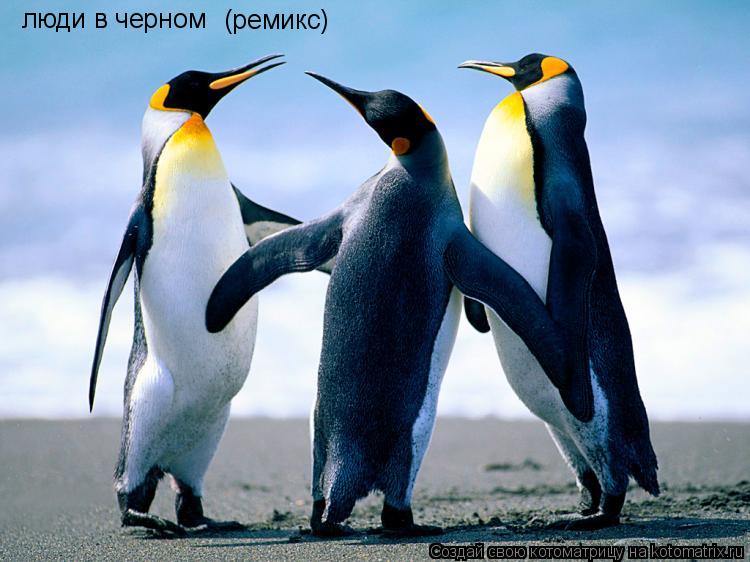 люди в черном (ремикс)... Котоматрица: люди в черном (ремикс)
