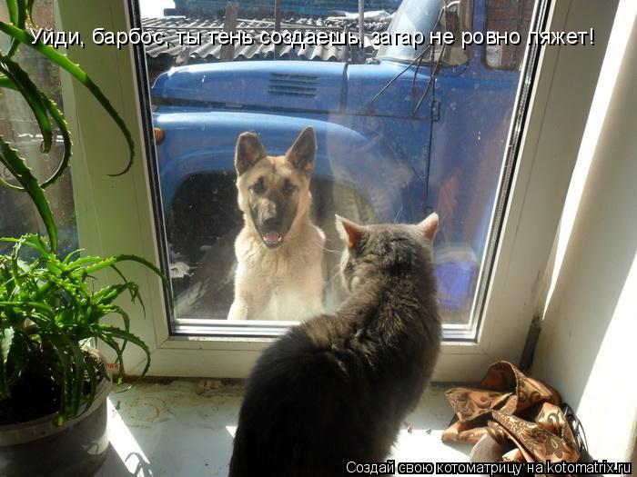 Уйди, барбос, ты тень создаешь, загар не ровно ляжет!... Котоматрица: Уйди, барбос, ты тень создаешь, загар не ровно ляжет!