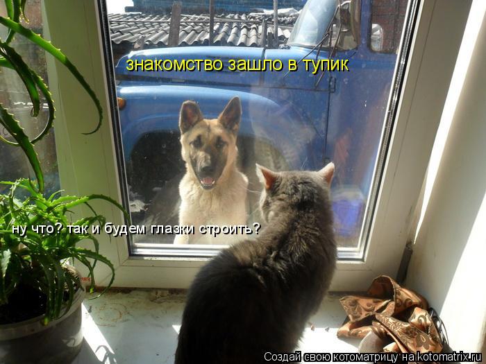 знакомство зашло в тупик ну что? так и будем глазки строить?... Котоматрица: знакомство зашло в тупик ну что? так и будем глазки строить?