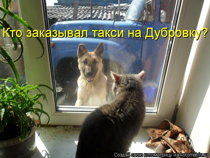 Кто заказывал такси на Дубровку?... Котоматрица: Кто заказывал такси на Дубровку?