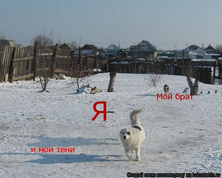 и мои тени Я Мой брат... Котоматрица: и мои тени Я Мой брат
