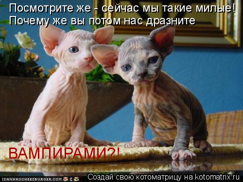 Посмотрите же - сейчас мы такие милые! Почему же вы потом нас дразните ВАМПИРАМИ?!... Котоматрица: Посмотрите же - сейчас мы такие милые! Почему же вы потом нас дразните ВАМПИРАМИ?!