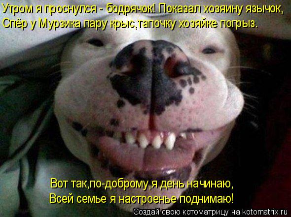 Утром я проснулся - бодрячок! Показал хозяину язычок, Спёр у Мурзика пару крыс,тапочку хозяйке погрыз... Котоматрица: Утром я проснулся - бодрячок! Показал хозяину язычок, Спёр у Мурзика пару крыс,тапочку хозяйке погрыз. Вот так,по-доброму,я день начинаю, Все