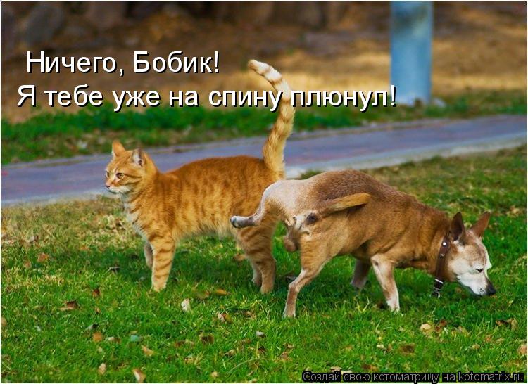 Ничего, Бобик! Я тебе уже на спину плюнул!... Котоматрица: Ничего, Бобик! Я тебе уже на спину плюнул!