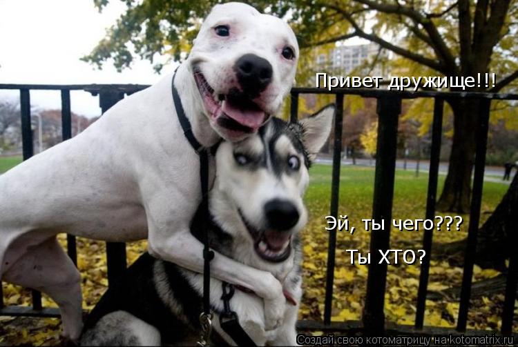 Эй, ты чего??? Привет дружище!!! Ты ХТО? Ты ХТО?... Котоматрица: Эй, ты чего??? Привет дружище!!! Ты ХТО? Ты ХТО?