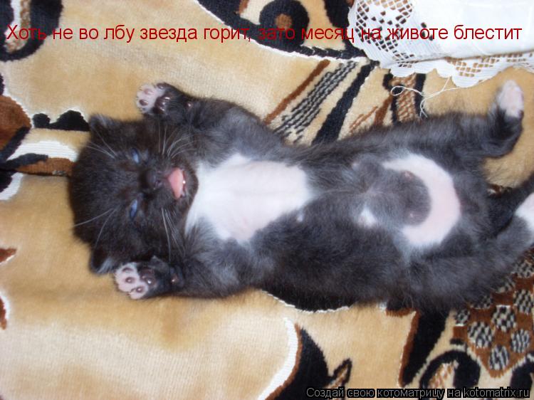 Хоть не во лбу звезда горит, зато месяц на животе блестит... Котоматрица: Хоть не во лбу звезда горит, зато месяц на животе блестит