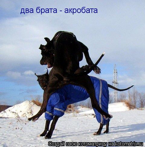 два брата - акробата... Котоматрица: два брата - акробата