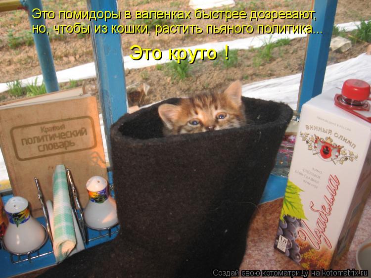 Это помидоры в валенках быстрее дозревают, но, чтобы из кошки, растить пьяного политика... Это круто ... Котоматрица: Это помидоры в валенках быстрее дозревают, но, чтобы из кошки, растить пьяного политика... Это круто !