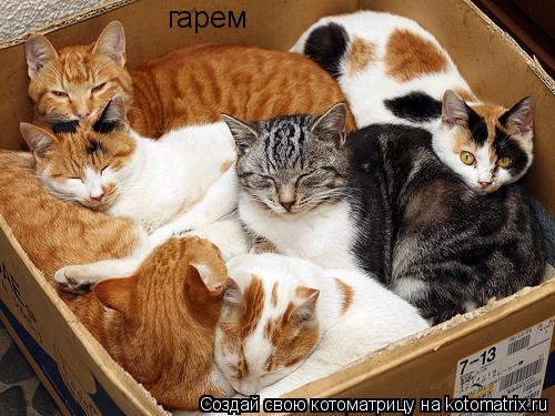 гарем... Котоматрица: гарем