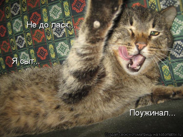 Не до ласк... Я сыт... Поужинал...... Котоматрица: Не до ласк... Я сыт... Поужинал...