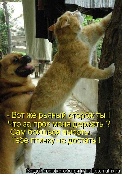 - Вот же рьяный сторож ты ! Что за прок меня держать ? Сам боишься высоты, Тебе птичку не достать !... Котоматрица: - Вот же рьяный сторож ты ! Что за прок меня держать ? Сам боишься высоты, Тебе птичку не достать !
