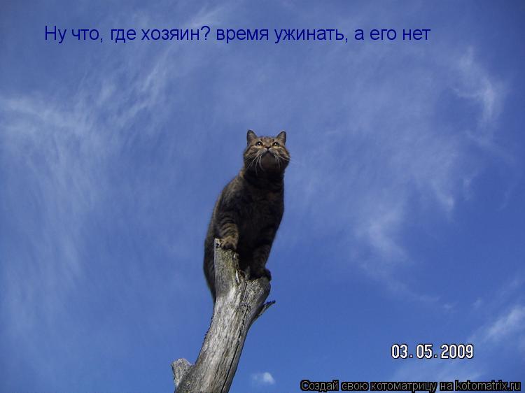 Ну что, где хозяин? время ужинать, а его нет... Котоматрица: Ну что, где хозяин? время ужинать, а его нет