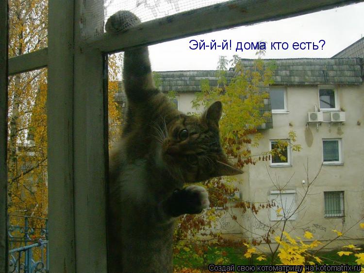 Эй-й-й! дома кто есть?... Котоматрица: Эй-й-й! дома кто есть?