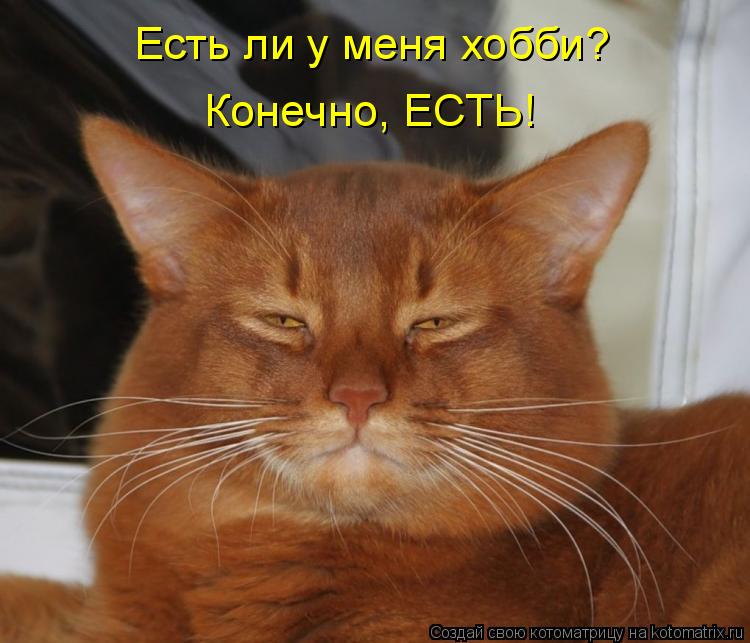 Есть ли у меня хобби? Конечно, ЕСТЬ!... Котоматрица: Есть ли у меня хобби? Конечно, ЕСТЬ!