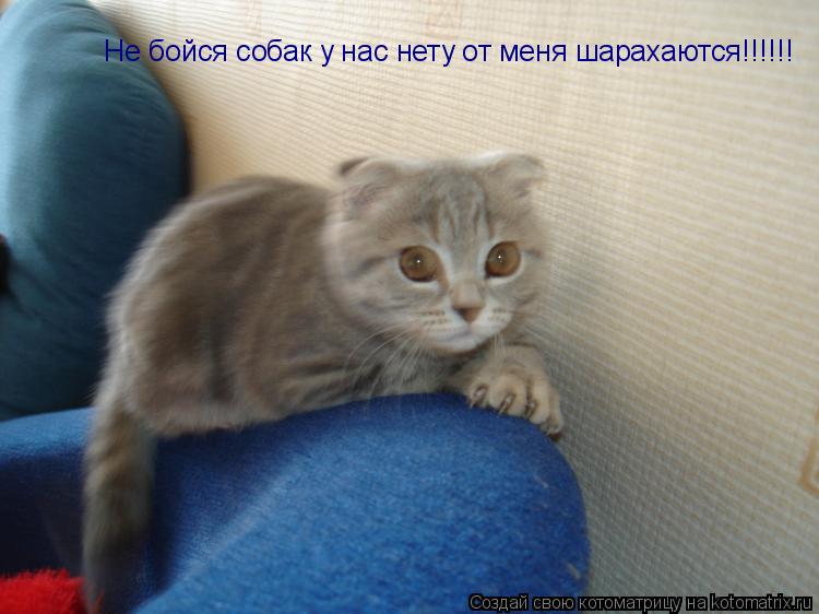 Не бойся собак у нас нету от меня шарахаются!!!!!!... Котоматрица: Не бойся собак у нас нету от меня шарахаются!!!!!!