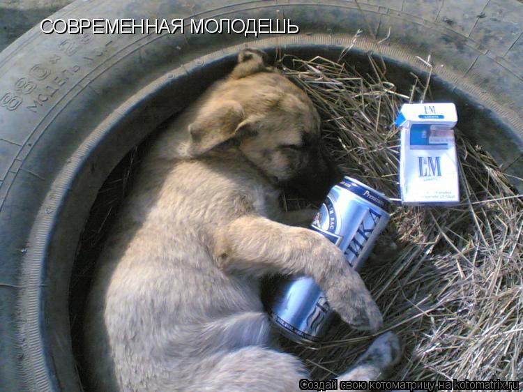 СОВРЕМЕННАЯ МОЛОДЕШЬ... Котоматрица: СОВРЕМЕННАЯ МОЛОДЕШЬ