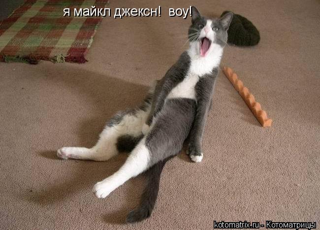 я майкл джексн! воу!... Котоматрица: я майкл джексн! воу!