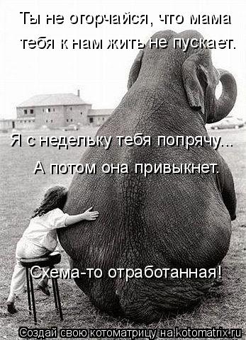Котоматрица: Ты не огорчайся, что мама тебя к нам жить не пускает. Я с недельку тебя попрячу... А потом она привыкнет. Схема-то отработанная!