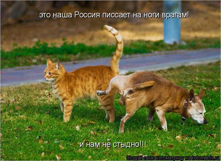 это наша Россия писсает на ноги врагам! и нам не стыдно!!!... Котоматрица: это наша Россия писсает на ноги врагам! и нам не стыдно!!!