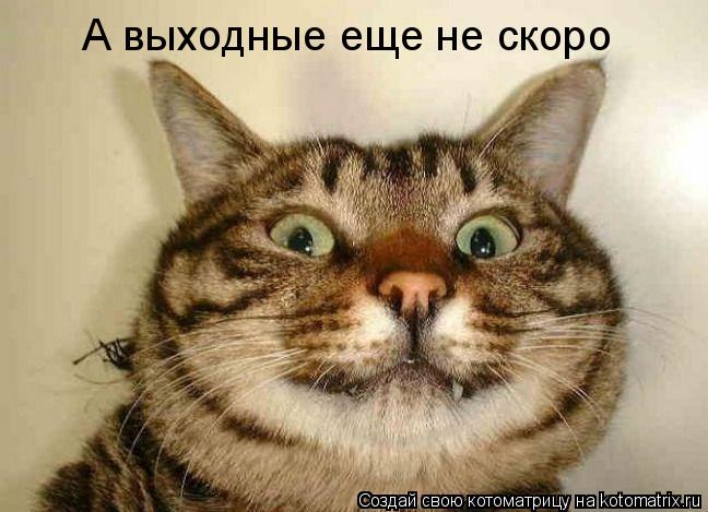 А выходные еще не скоро... Котоматрица: А выходные еще не скоро
