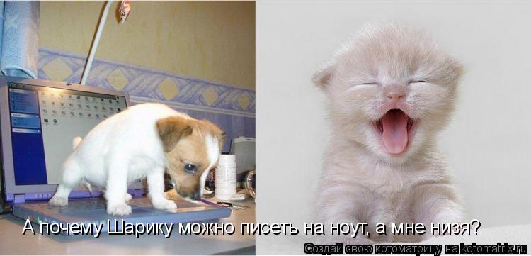 Котоматрица: А почему Шарику можно писеть на ноут, а мне низя?