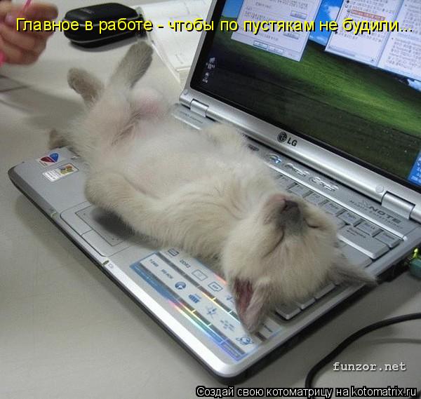 Котоматрица: Главное в работе - чтобы по пустякам не будили...