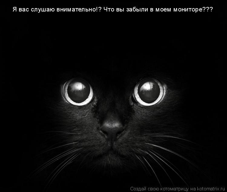 Котоматрица: Я вас слушаю внимательно!? Что вы забыли в моем мониторе???