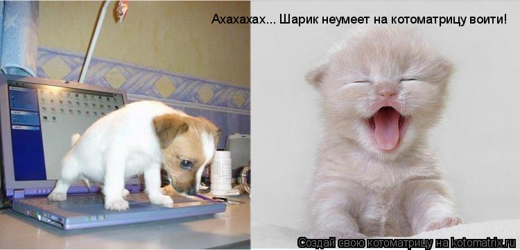 Котоматрица: Ахахахах... Шарик неумеет на котоматрицу воити!