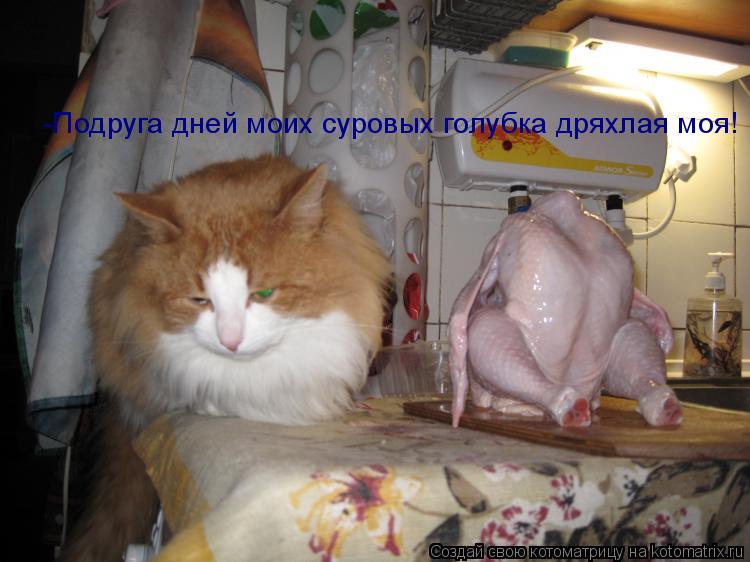 Котоматрица: -Подруга дней моих суровых голубка дряхлая моя!