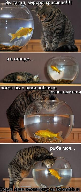 Вы такая, мурррр, красивая!!!! я в отпаде... хотел бы с вами поближе познакомиться рыба моя...... Котоматрица: Вы такая, мурррр, красивая!!!! я в отпаде... хотел бы с вами поближе познакомиться рыба моя...
