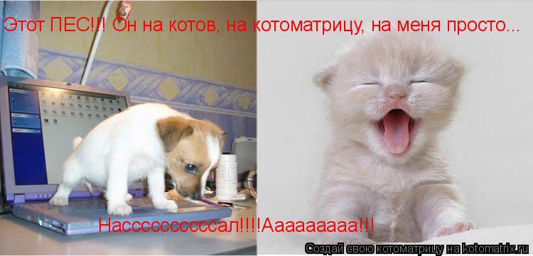 Котоматрица: Этот ПЕС!!! Он на котов, на котоматрицу, на меня просто... Нассссссссссал!!!!Ааааааааа!!!