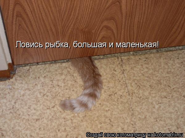 Ловись рыбка, большая и маленькая!... Котоматрица: Ловись рыбка, большая и маленькая!