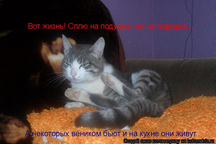 Вот жизнь! Сплю на подушке, ем на подушке... А некоторых веником бьют и на кухне они живут.... Котоматрица: Вот жизнь! Сплю на подушке, ем на подушке... А некоторых веником бьют и на кухне они живут.