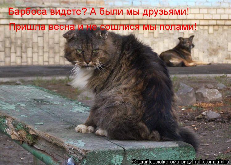 Барбоса видете? А были мы друзьями! Пришла весна и не сошлися мы полами!... Котоматрица: Барбоса видете? А были мы друзьями! Пришла весна и не сошлися мы полами!