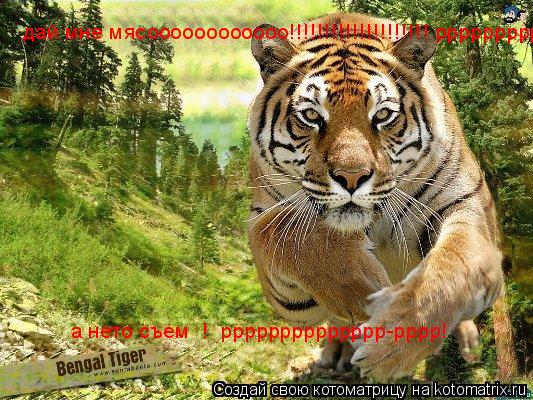 дай мне мясоооооооооооо!!!!!!!!!!!!!!!!!!!! ррррррррр! а нето съем ! рррррррррррррр-рррр!... Котоматрица: дай мне мясоооооооооооо!!!!!!!!!!!!!!!!!!!! ррррррррр! а нето съем ! рррррррррррррр-рррр!