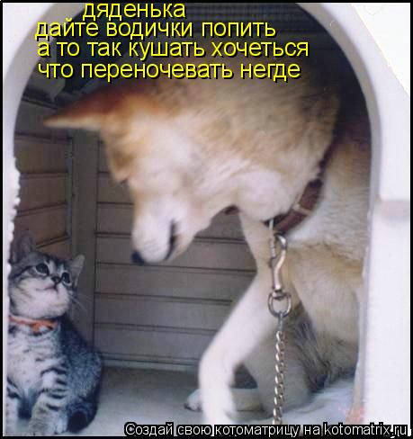 дайте водички попить а то так кушать хочеться что переночевать негде дяденька... Котоматрица: дайте водички попить а то так кушать хочеться что переночевать негде дяденька