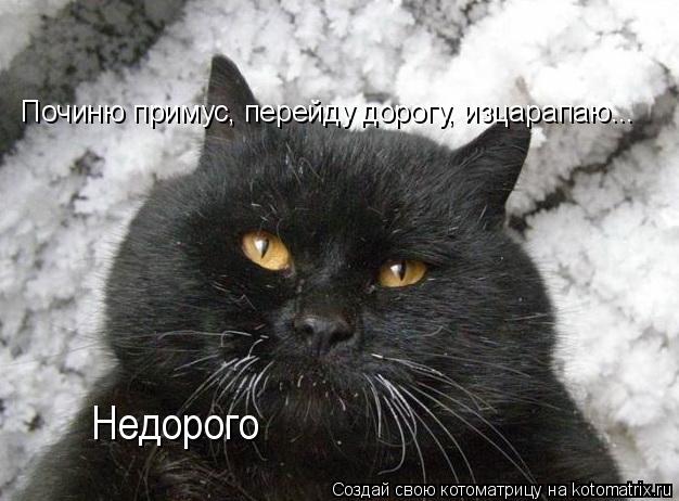 Починю примус, перейду дорогу, изцарапаю... Недорого... Котоматрица: Починю примус, перейду дорогу, изцарапаю... Недорого