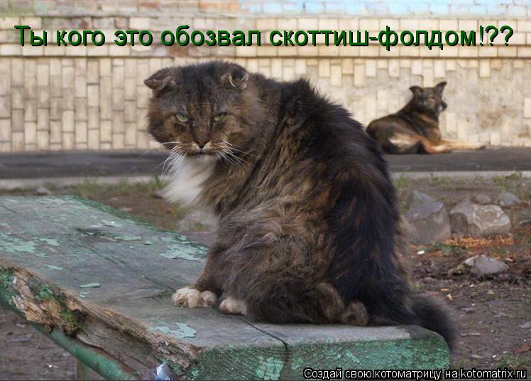 Ты кого это обозвал скоттиш-фолдом!??... Котоматрица: Ты кого это обозвал скоттиш-фолдом!??