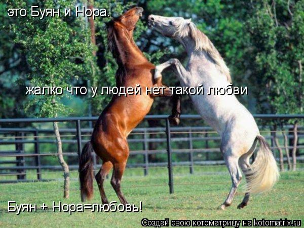 это Буян и Нора. Буян + Нора=любовь! жалко что у людей нет такой любви... Котоматрица: это Буян и Нора. Буян + Нора=любовь! жалко что у людей нет такой любви