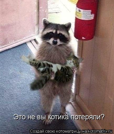 Это не вы котика потеряли?... Котоматрица: Это не вы котика потеряли?