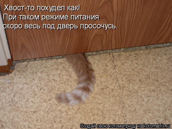 Хвост-то похудел как! При таком режиме питания скоро весь под дверь просочусь.... Котоматрица: Хвост-то похудел как! При таком режиме питания скоро весь под дверь просочусь.