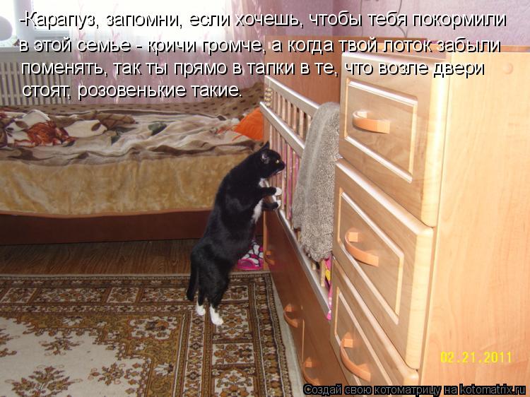 -Карапуз, запомни, если хочешь, чтобы тебя покормили в этой семье - кричи громче, а когда твой лоток ... Котоматрица: -Карапуз, запомни, если хочешь, чтобы тебя покормили в этой семье - кричи громче, а когда твой лоток забыли поменять, так ты прямо в тапки в те,
