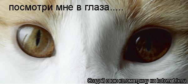 посмотри мне в глаза........ Котоматрица: посмотри мне в глаза.....