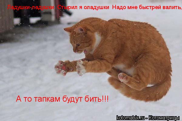 Ладушки-ладушки Стырил я оладушки Надо мне быстрей валить, А то тапкам будут бить!!!... Котоматрица: Ладушки-ладушки Стырил я оладушки Надо мне быстрей валить, А то тапкам будут бить!!!