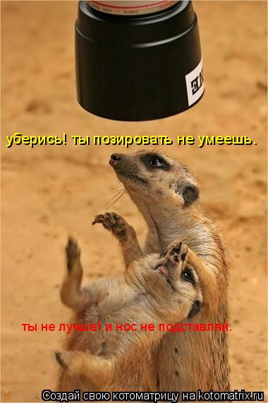 уберись! ты позировать не умеешь. ты не лучше! и нос не подставляй.... Котоматрица: уберись! ты позировать не умеешь. ты не лучше! и нос не подставляй.