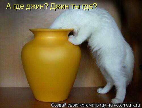 А где джин? Джин ты где?... Котоматрица: А где джин? Джин ты где?
